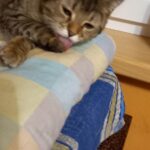 Ory