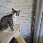 Micinka