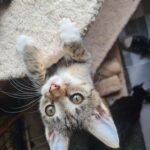 Pepinka