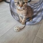 Viki